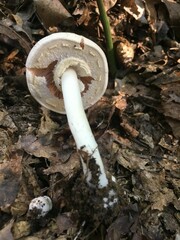 Agaricus leptocaulis
