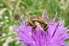 Halictus scabiosae