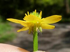Ranunculus plebeius