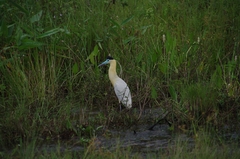 Pilherodius pileatus