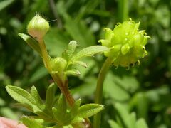 Ranunculus plebeius