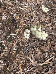 Symphoricarpos