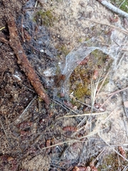 Lycosoides coarctata