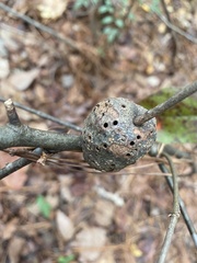 Callirhytis quercuspunctata
