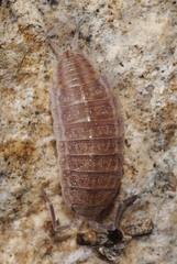 Proporcellio