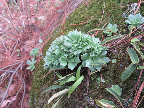 Image of Echeveria secunda by (c) Oscar Alejandro Morales Juárez, some rights reserved (CC BY-SA)