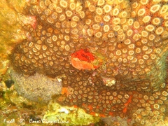 Cladocora caespitosa