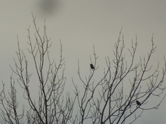 Coccothraustes coccothraustes