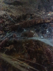 Lycosoides coarctata