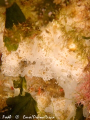 Clathrina coriacea