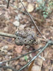 Callirhytis quercuspunctata
