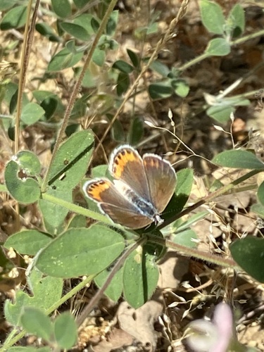 iNaturalist observation photo of Acmon Blue