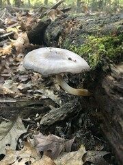 Pluteus hongoi