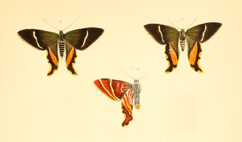Erateina zoraida