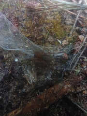 Lycosoides coarctata