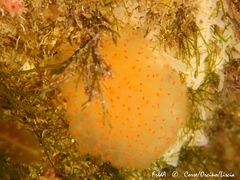 Pseudodistoma cyrnusense