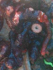 Schizoporella errata