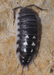 Porcellio ornatus