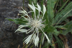 Centaurea cheiranthifolia