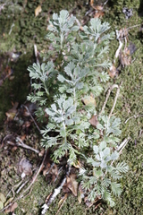 Euryops pectinatus pectinatus
