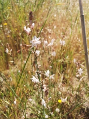 Asphodelus