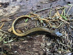 Plethodon larselli