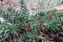 Petrosedum sediforme