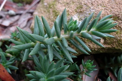 Petrosedum sediforme