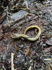 Plethodon larselli