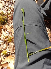 Carex leptonervia