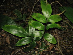 Diplazium donianum