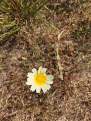 Glebionis coronaria