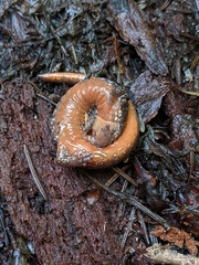 Plethodon larselli