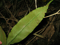 Diplazium donianum