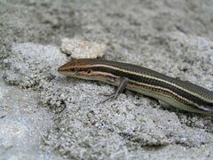 Trachylepis bensonii