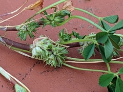 Trifolium glomeratum