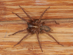 Lycosoides coarctata