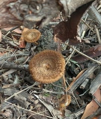 Lentinus stuppeus