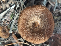 Lentinus stuppeus