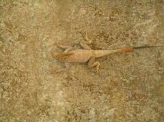 Agama agama
