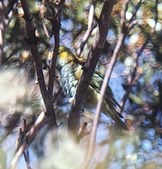 Parvipsitta porphyrocephala