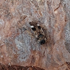 Beosus maritimus