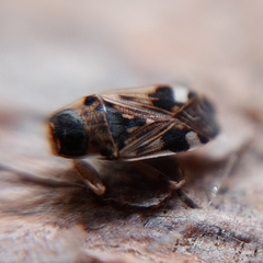 Beosus maritimus