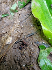 Uliodon