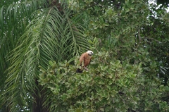 Busarellus nigricollis