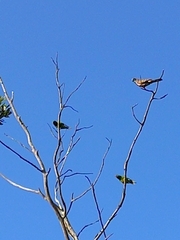 Trichoglossus chlorolepidotus