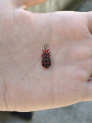 Sceloenopla maculata