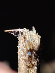 Pityohyphantes phrygianus