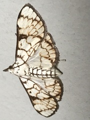 Aphytoceros lucusalis