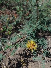 Prosopis strombulifera